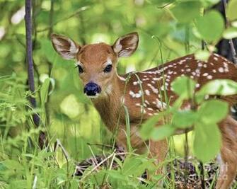 Fawn Wallpaper Animal Lovers
