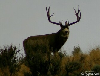Mule Deer Wallpaper