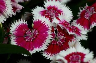 Dianthus Burning Witch Flowers Nature Pictures By