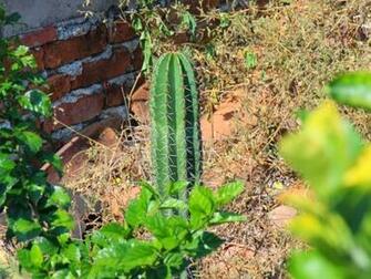 Beautiful Wallpaper Cactus