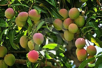 Wallpaper Mango Gift Of Nature