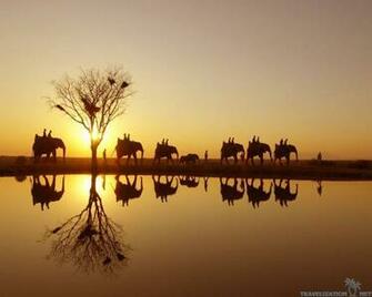 All Joy Of African Safari Wallpaper Travelization