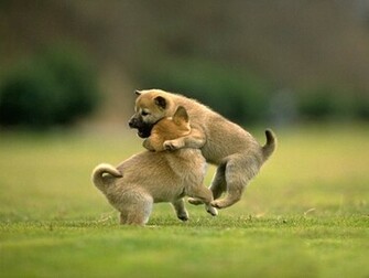 Animals Wallpaper Desktop HD