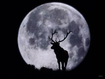 Deer Wallpaper High Definition Hunting Wallpape