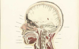 Human Anatomy Wallpaper Desktop