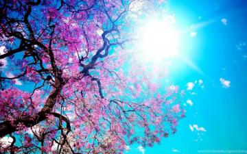 Sunshine Good Mood Wallpaper Green Background Pictures And
