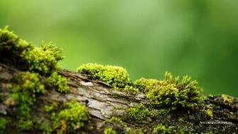 Wallpaper Bark With Moss Background