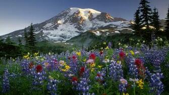 Desktop Wildflowers Wallpaper Dowload