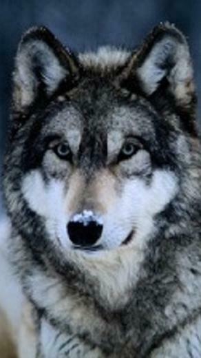 Wolf Wallpaper