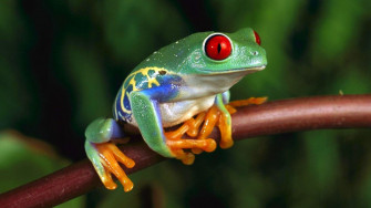 Green Frog With Red Eyes 4k Ultra HD Wallpaper For Computer Kde