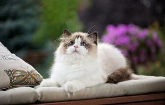 Wallpaper Cat Look Pillow Blue Eyes Face Fluffy Ragdoll