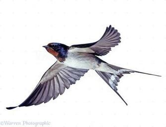 Swallow Wallpaper Animal Hq Pictures 4k