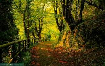 Centre Beautiful Forest Wallpaper