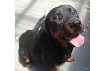 Rottweiler Wallpaper Weddingdressin