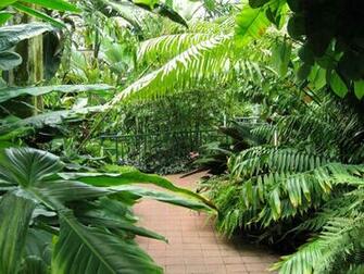 Pathway Lined With Tropical Plants