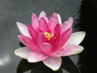 Wallpaper Water Lily