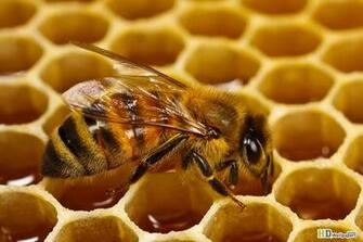 Honey And Cinnamon Bee HD Wallpaper