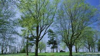 Cool Background Wallpaper Kentucky Background Spring