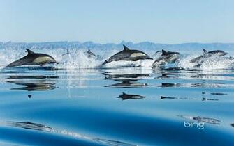 Gulf Of Dolphins Bing Wallpaper