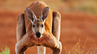 Kangaroo Wallpaper