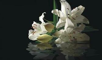 White Lilies Reflection With Black Background Desktop Wallpaper