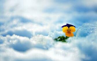 Flower Winter Snow Bokeh Wallpaper