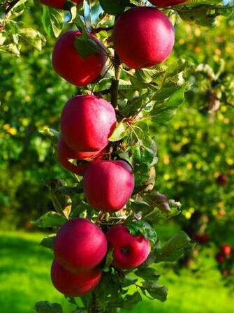Apple Tree Wallpaper HD Image For