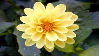 Dahlia Computer Wallpaper Desktop Background Id
