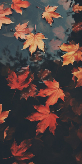 Gorgeous Fall Phone Wallpaper Artofit