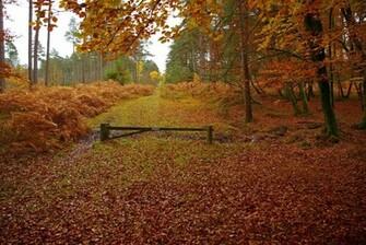 New Forest In Hampshire England Autumn Landscape Wallpaper