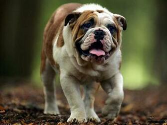 English Bulldog Wallpaper