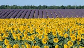 Field Of Sunflowers Wallpaper