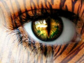 Their Feline Eyes Good Pics For Wallpaper The Tiger On Its Habitat