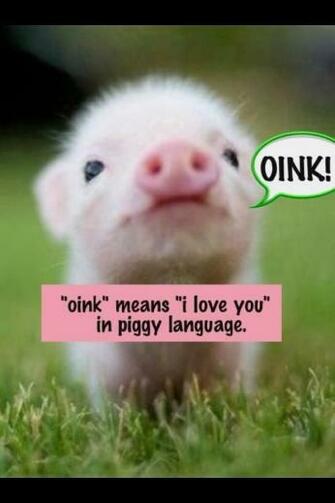 Language Oink Baby Piggy Cute Pigs Cutest