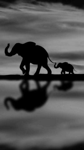 Elephant Wallpaper Pictures