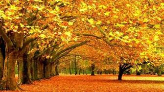 Autumn Park Wallpaper