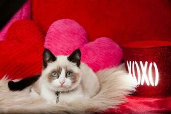 Valentines Day Cat
