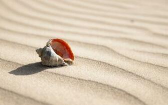 Summer Sand On Seashell Wallpaper