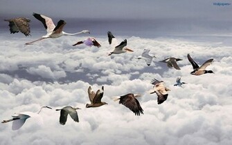 3d Wallpaper Animal HD
