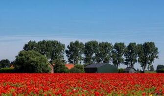 Wallpaper Trees And Poppy Field X Desktop