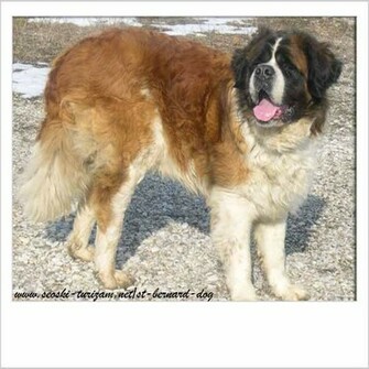 St Bernard Wallpaper Dog