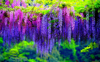 Purple Tree Wallpaper