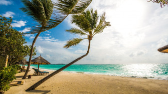 Desktop Wallpaper Maldives Beach Palm Tree Holiday Summer HD