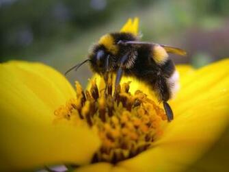 Bumble Bee Wallpaper Background HD
