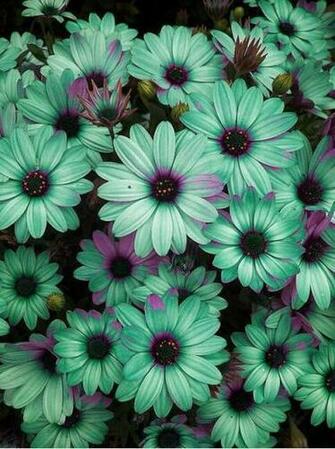 Wallpaper Background iPhone Android Flowers Floral Daisy Teal Purple