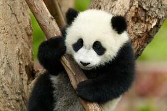 Panda Giant Pictures Important Wallpaper