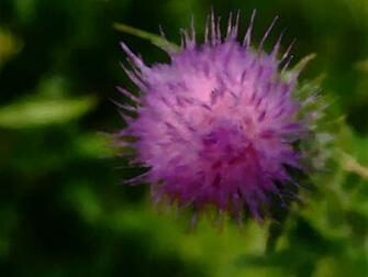 Thistles Desktop Background Wallpaper