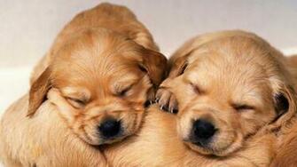 Baby Golden Retriever Wallpaper Chihuahua And