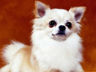 Chihuahua Wallpaper