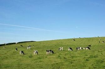Cattle Background